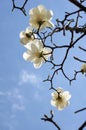 White yulan magnolia Royalty Free Stock Photo