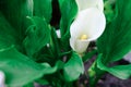 White zantedeschia aethiopica calla arum-lily