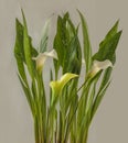 White zantedeschia calla lily