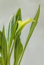 White zantedeschia calla lily