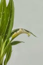 White zantedeschia calla lily