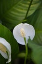 White Zantedeschia