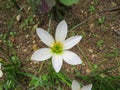 A white zephyr lily blooming. Royalty Free Stock Photo