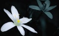 white zephyranthes atamasco flowers over black foliage background Royalty Free Stock Photo