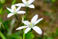 White zephyranthes atamasco flowers over green foliage background Royalty Free Stock Photo