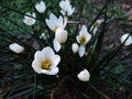 White Zephyranthes Candida Flower