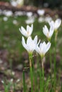 White Zephyranthes Candida