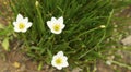 White Zephyranthes Royalty Free Stock Photo