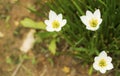 White Zephyranthes Royalty Free Stock Photo