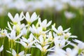 Zephyranthes flowers Royalty Free Stock Photo