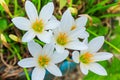 White zephyranthes flowers. Rain Lily