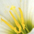White Zephyranthes Royalty Free Stock Photo