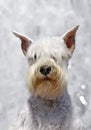 White Zwergschnauzer portrait Royalty Free Stock Photo