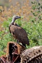 Whitebacked Vulture