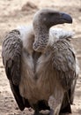 Whitebacked Vulture