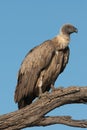 Whitebacked vulture