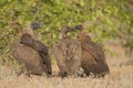 Whitebacked vulture