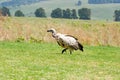 Whitebacked vulture on green grass