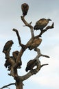 Whitebacked vultures in tree Royalty Free Stock Photo