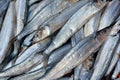 Whitebait fish