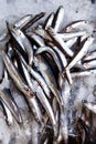 Whitebait small fish in ice at a market