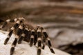 Whitebanded Tarantula Royalty Free Stock Photo