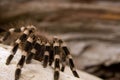 Whitebanded Tarantula