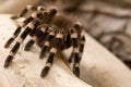 Whitebanded Tarantula Royalty Free Stock Photo
