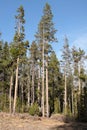 Whitebark Pine (Pinus albicaulis)