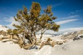 Whitebark pine (Pinus albicaulis) Royalty Free Stock Photo