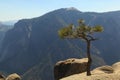 Whitebark Pine (Pinus albicaulis) Royalty Free Stock Photo