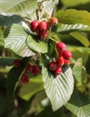 Whitebeam Fruits Royalty Free Stock Photo