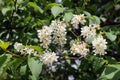 Whitebeam Royalty Free Stock Photo