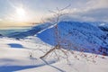 Whitebeam tree (Sorbus aria) in a snowy mountain landscape. Royalty Free Stock Photo