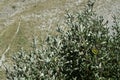 Whitebeam tree in spring Royalty Free Stock Photo