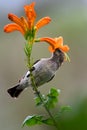 Whitebellied Sunbird