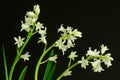 Whitebells Royalty Free Stock Photo