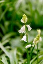 Whitebells in May in England in spring on a warm day Royalty Free Stock Photo