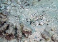 A Whitecap Goby Lotilia graciliosa in the Red Sea