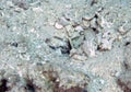 A Whitecap Goby Lotilia graciliosa in the Red Sea