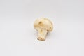 Whitecap Mushroom on a White Background Royalty Free Stock Photo