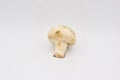 Whitecap Mushroom on a White Background