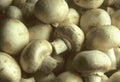 Whitecap Mushrooms