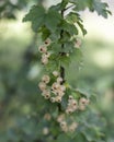 Whitecurrant branch with ripe berries.