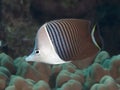 Whiteface butterflyfish Royalty Free Stock Photo