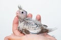 Whiteface cockatiel chick Royalty Free Stock Photo