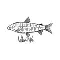 Whitefish. Hand drawn vector illustration. Engraving style. Isolated on white background.