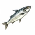 Whitefish Illustration: A Realistic Impression In White And Silver