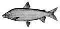 Whitefish, vintage illustration