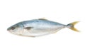 Fresh whitefish on white background